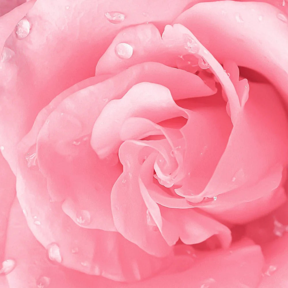 Rose - Balm N' Cute Bálsamo Labial